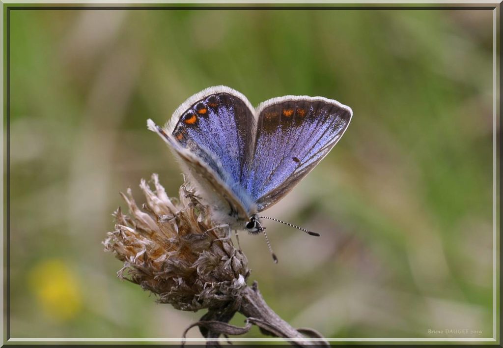 Azuré bleu-céleste femelle posée au sommet d'une fleur déséchée ailes ouvertes