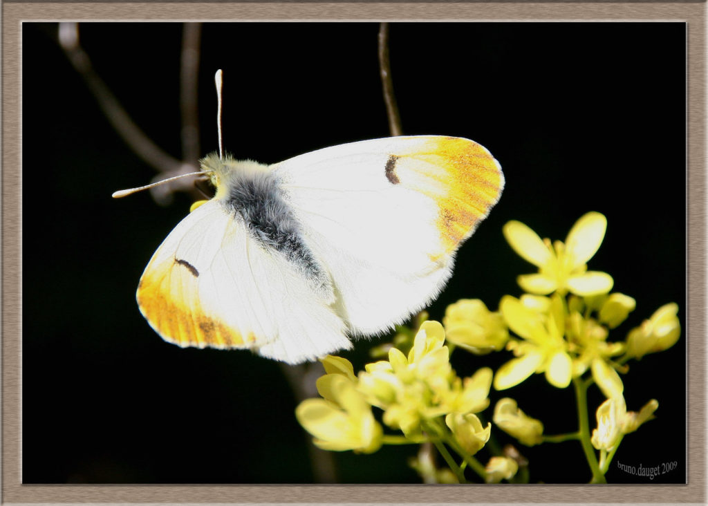 Aurore de Provence femelle posée ailes écartées
