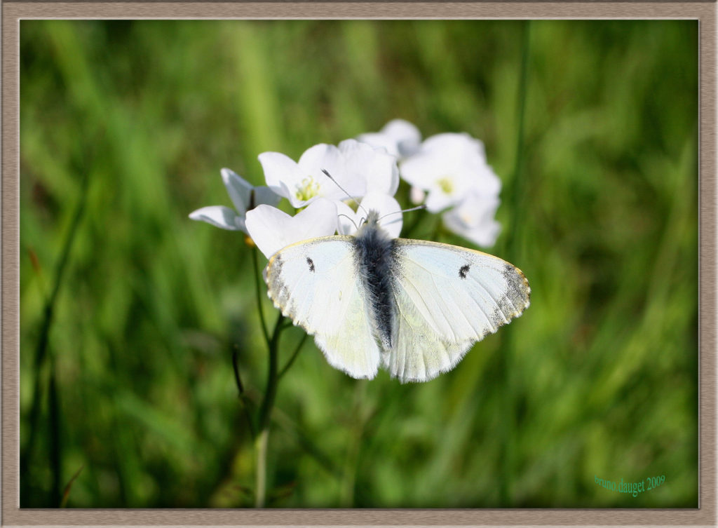 Aurore femelle posée sur fleurs de Cardamines ailes écartées