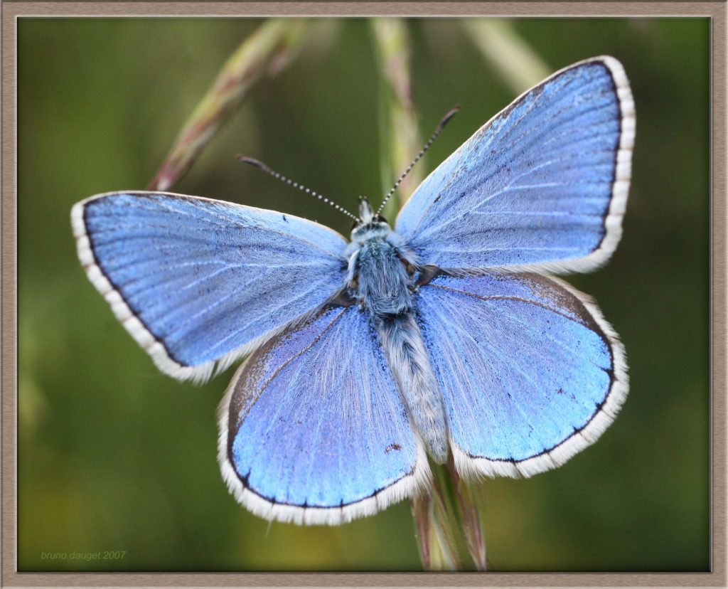 Azuré bleu-céleste mâle ailes ouvertes avec reflets métalliques
