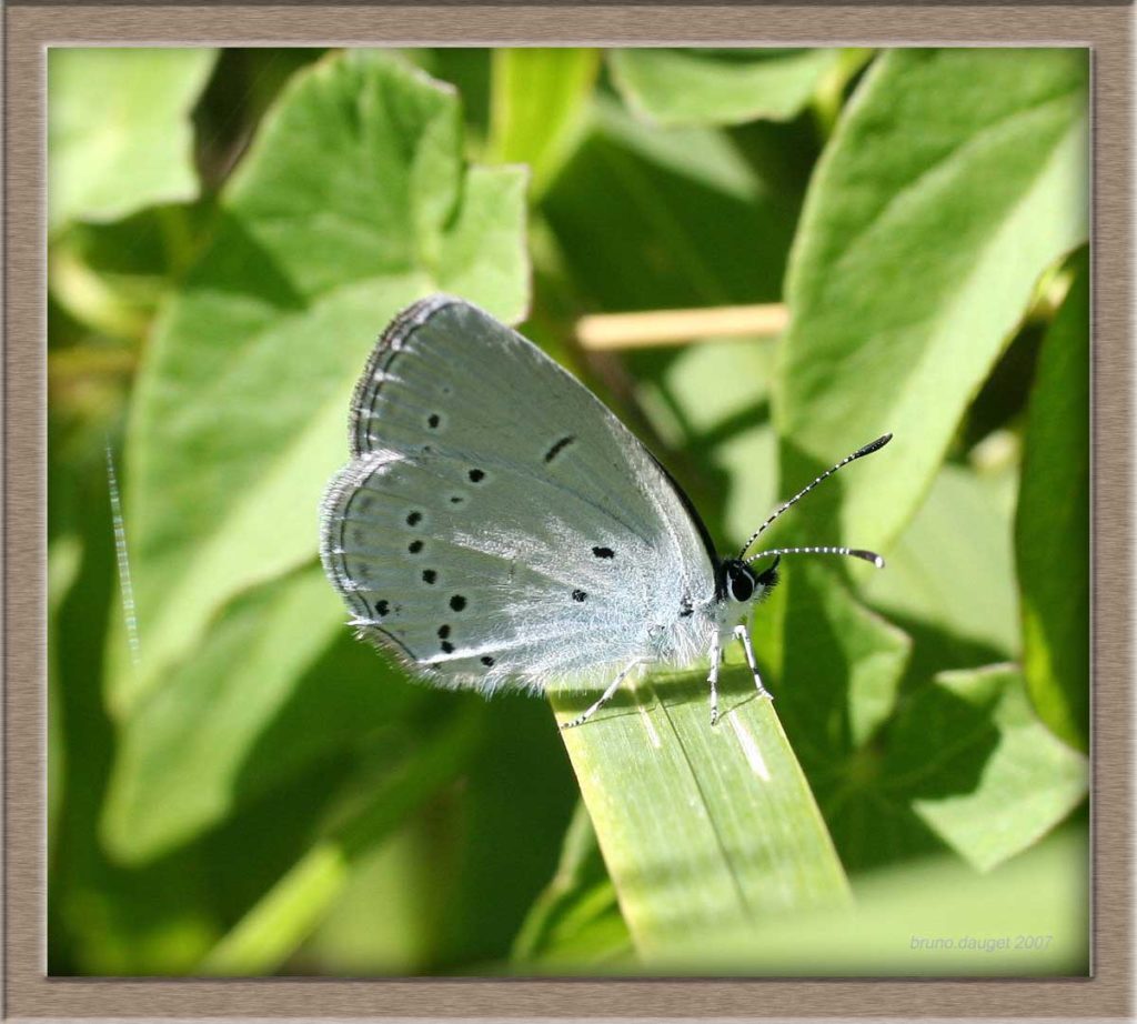 Azuré de la Faucille femelle posée sur herbe ailes repliées