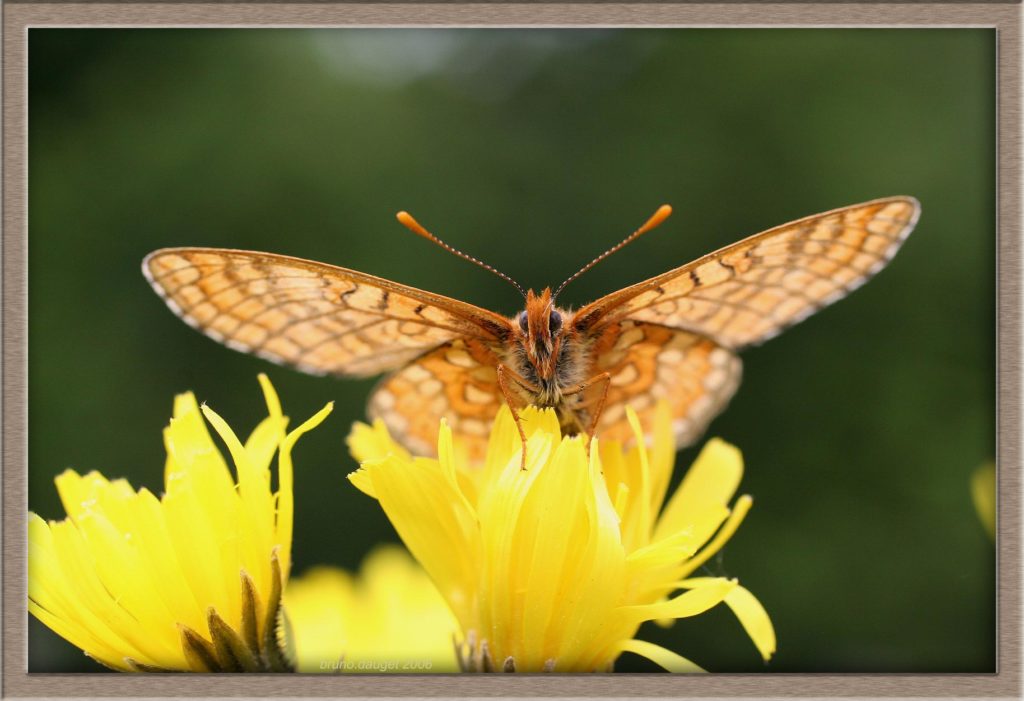 Mélitée des marais posée sur fleur jaune ailes écartées