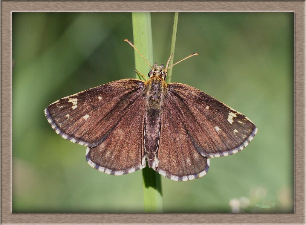Miroir femelle posé sur herbe ailes écartées