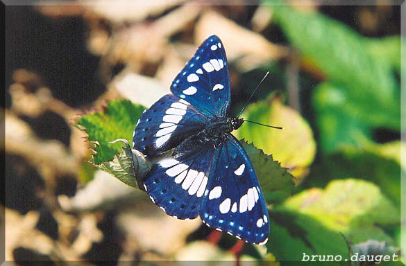 Sylvain azuré posé sur feuille ailes écartées avec reflets bleus métalliques