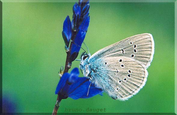 Azuré des Anthyllides posé sur fleur bleu ailes repliées