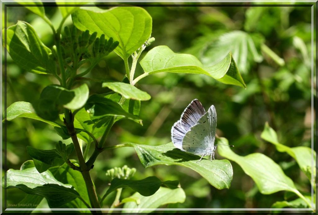 Azuré des Nerpruns femelle posé sur feuille de Nerprun ailes entre-ouvertes
