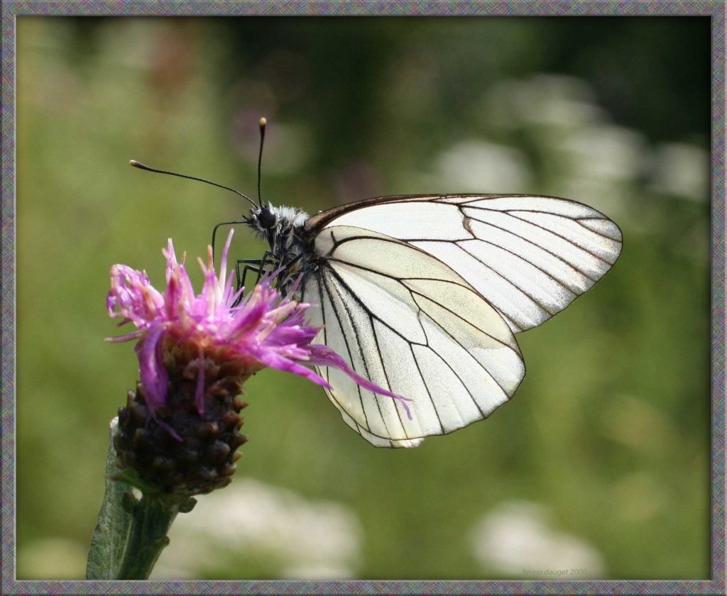 Gazé butinant fleur mauve de Centaurée ailes écartées