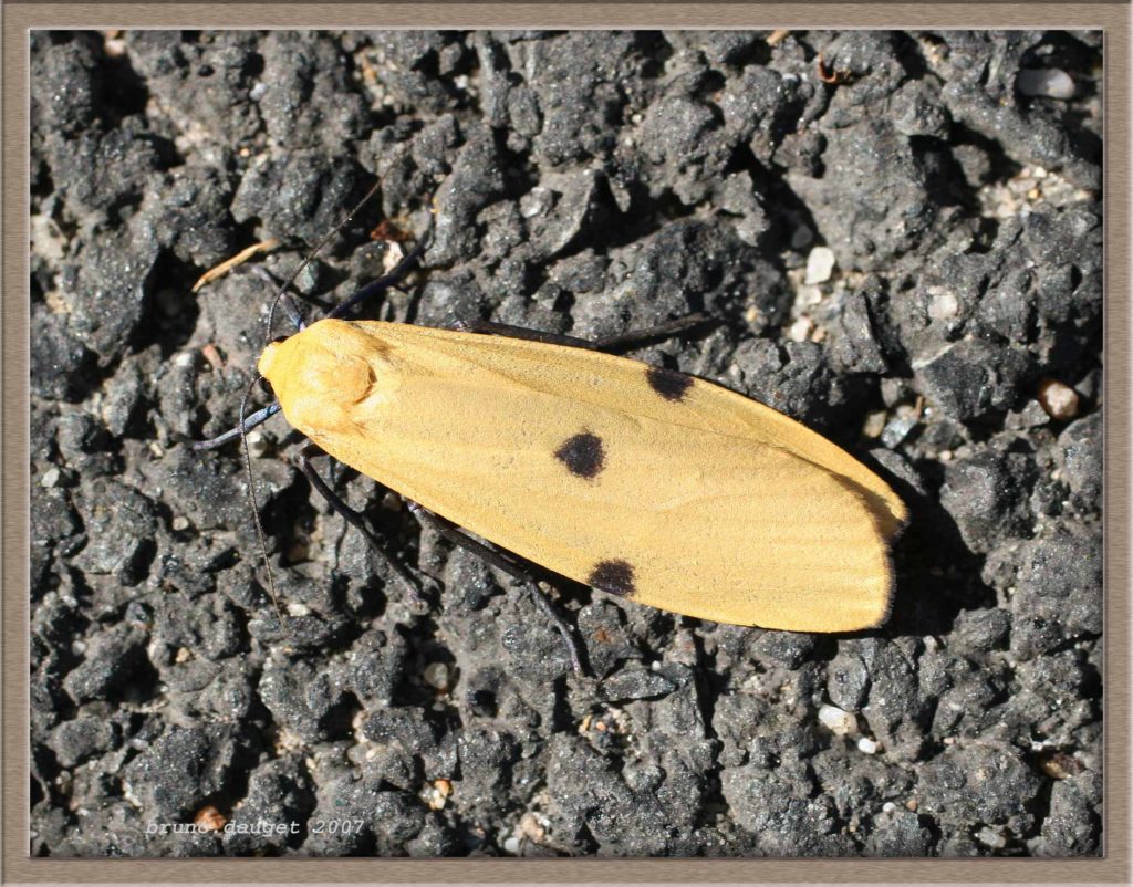 Lithosie quadrille femelle posée au sol ailes repliées