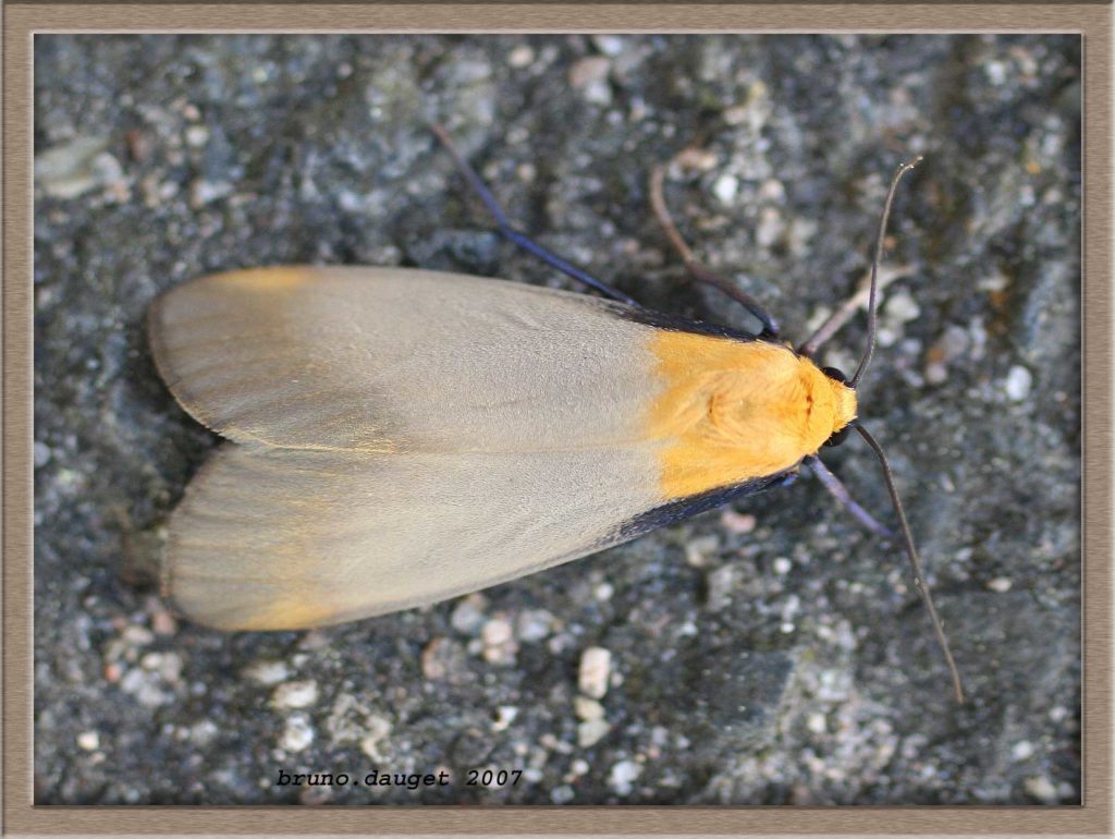 Lithosie quadrille mâle posé au sol ailes repliées