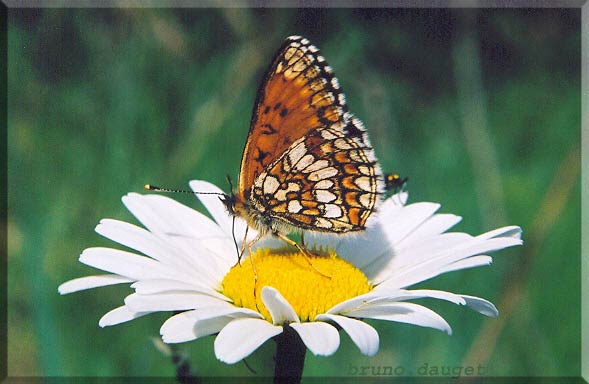 Mélitée noirâtre posée sur fleur blanche de Marguerite ailes repliées