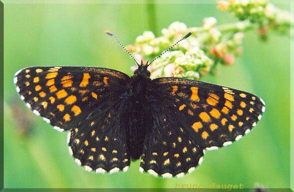 Mélitée noirâtre posée sur grappe florale d'Oseille ailes écartées