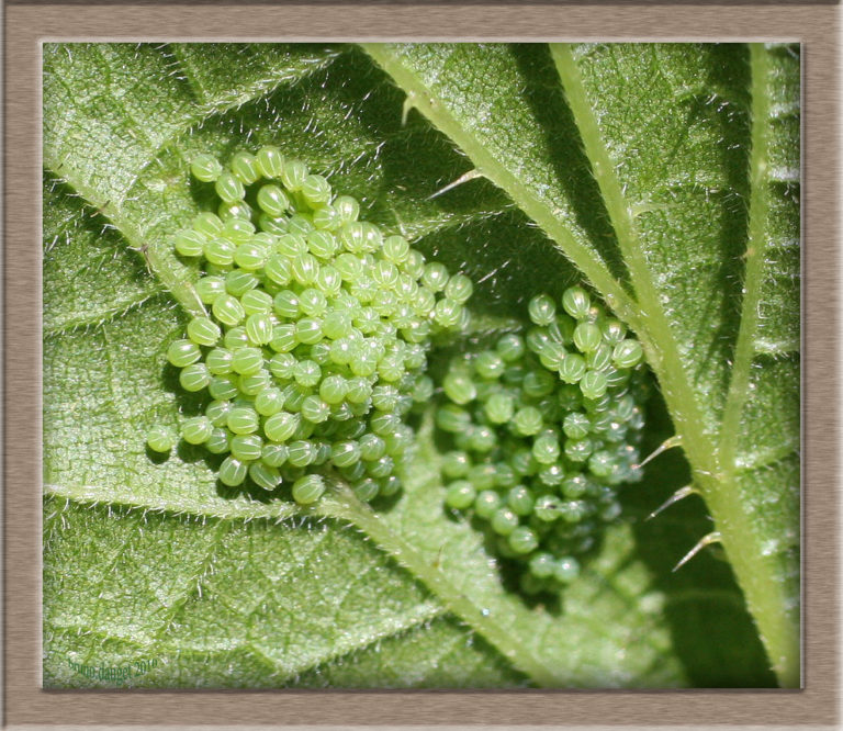 Oeufs Papillons d'Auvergne — free download