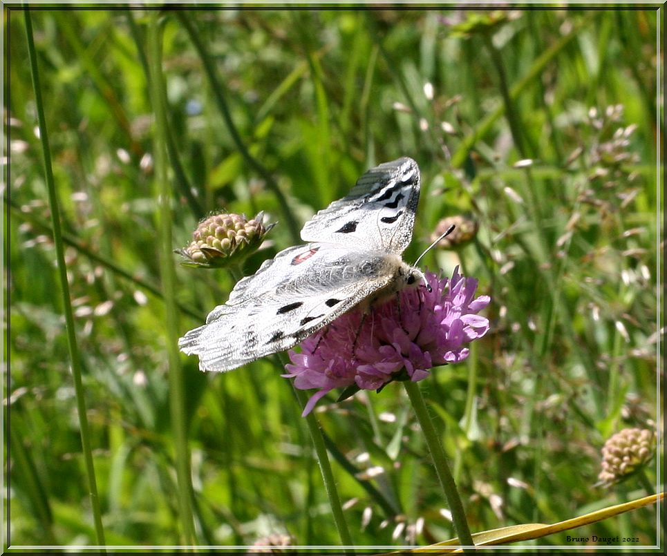 Apollon butine une Scabieuse ailes ouvertes à plat