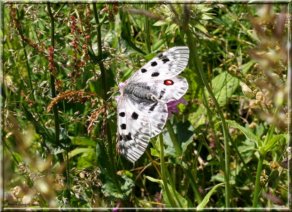 Apollon butine une fleur de Scabieuse ailes ouvertes à plat