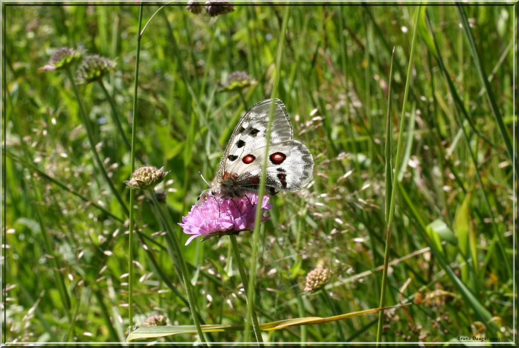 Apollon butine une fleur de Scabieuse ailes entre ouvertes