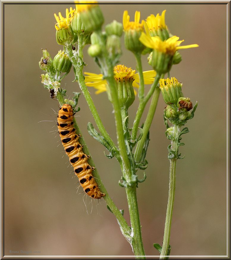 chenille Ecaille du séneçon sur hampe florale Séneçon