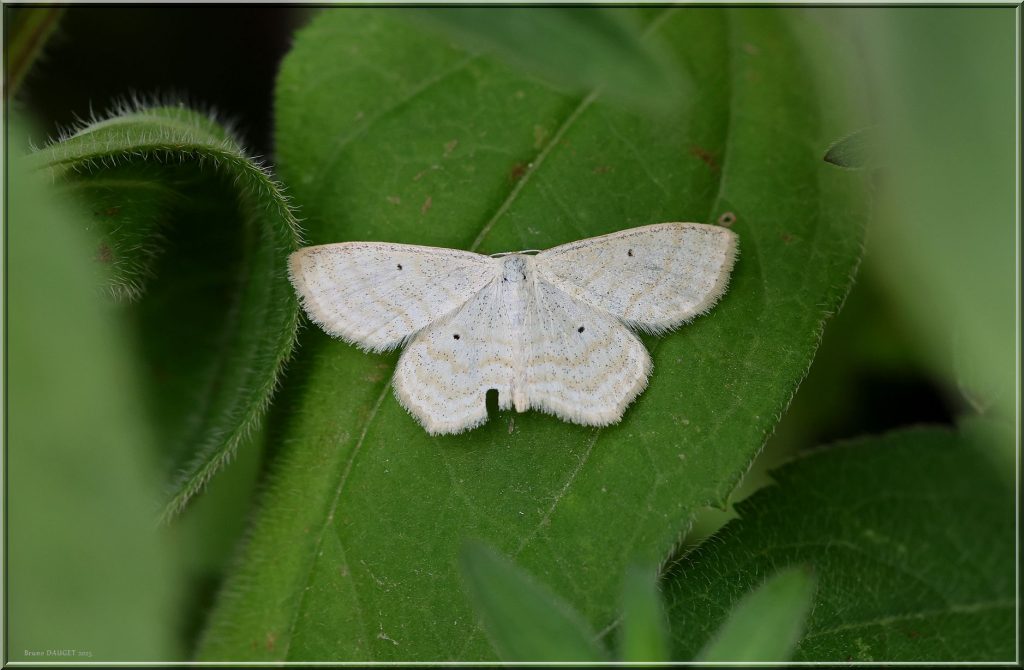 Phalène des pâturages ailes écartées sur feuille de Rudbéckia