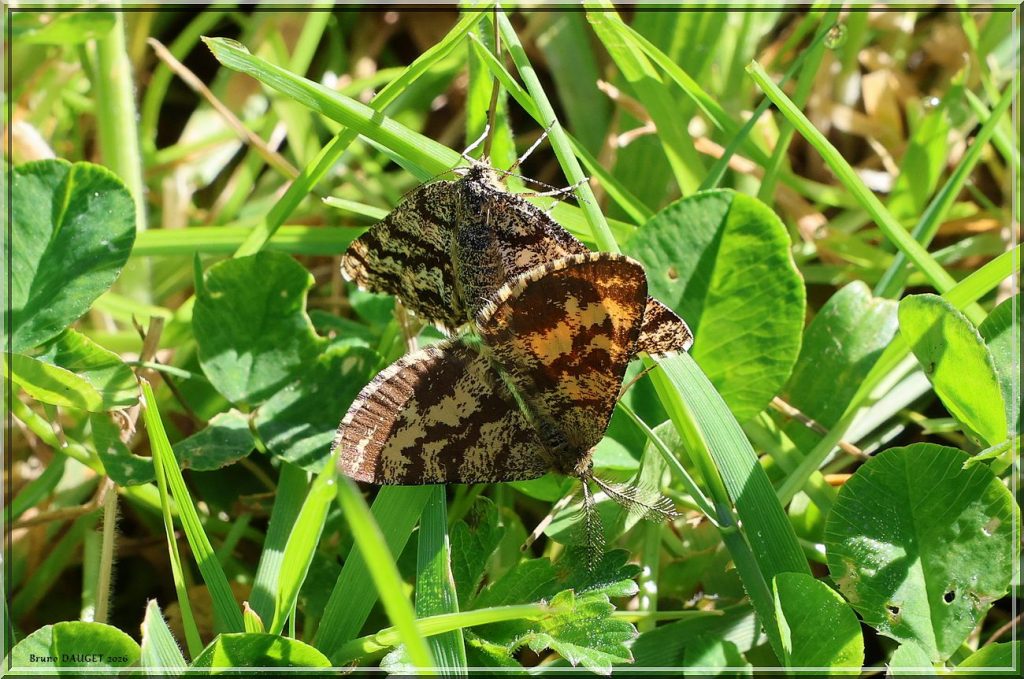 accouplement Phalène picotée