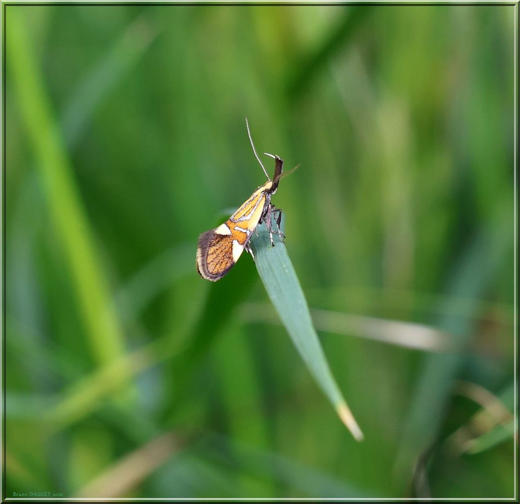 Oecophore nervurée sur herbe