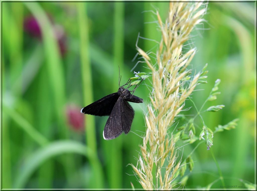 Ramoneur posé sur inflorescence de graminée ailes écartées
