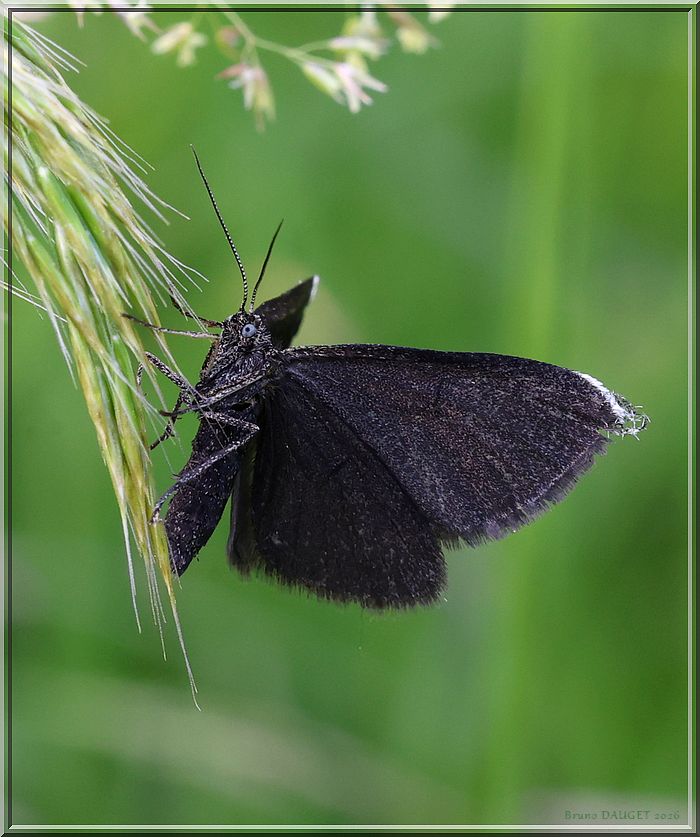 Ramoneur posé sur inflorescence de graminée ailes écartées
