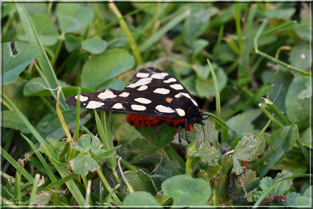 Ecaille fermière sur herbe