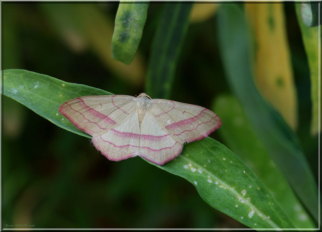 Bande rouge posée sur feuille