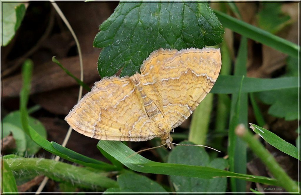 Brocatelle d'or sur herbe