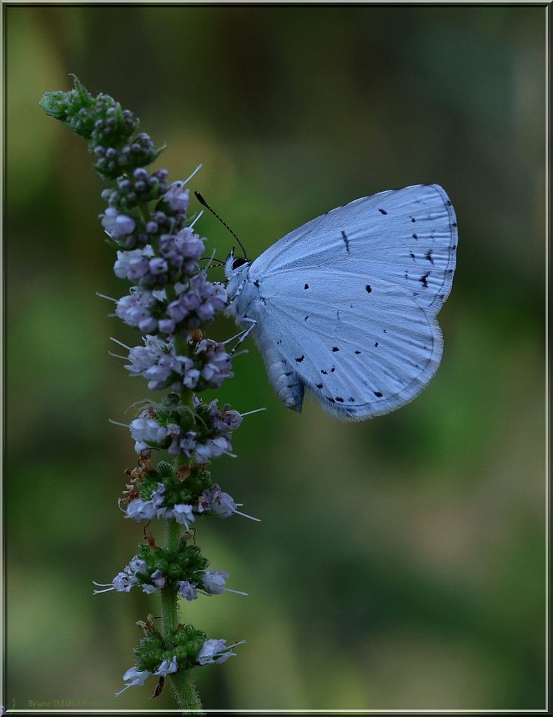 Azuré des nerpruns femelle butine une fleur de menthe