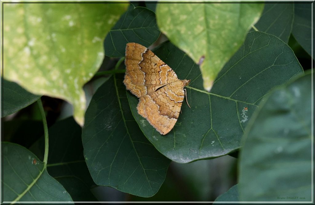 Brocatelle d'or posée sur feuille de Perruquier