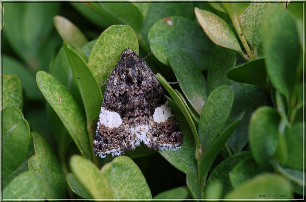 Noctuelle en deuil sur feuilles de Buis