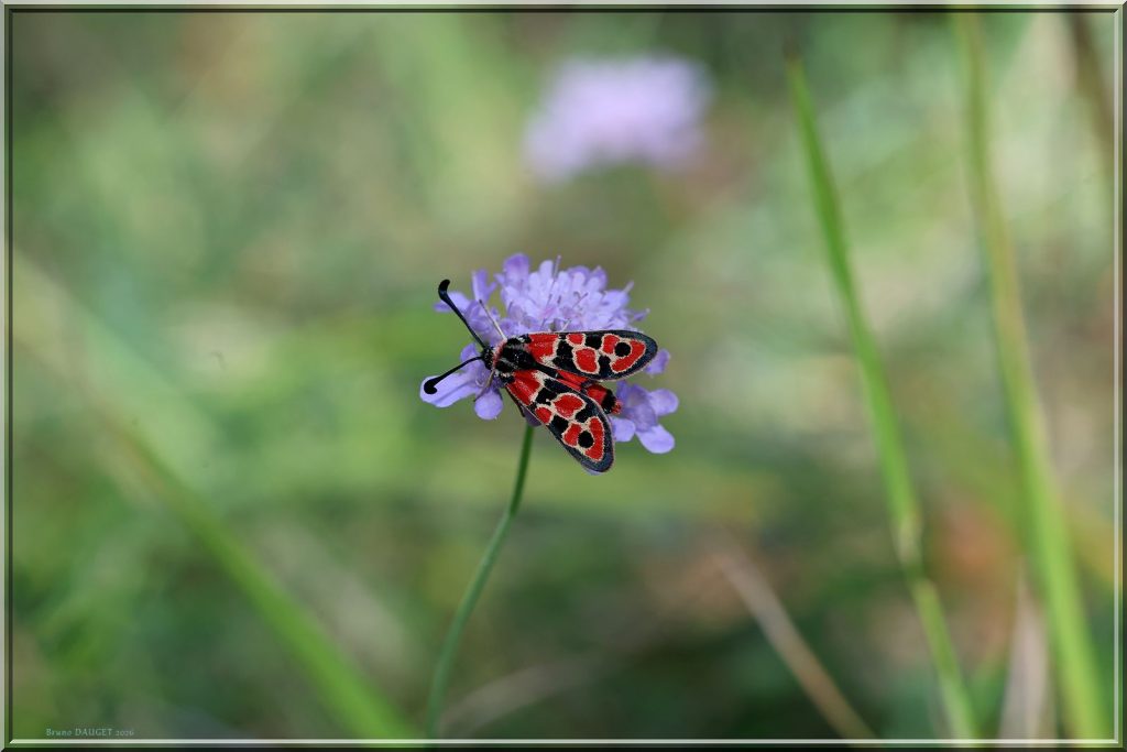 Zygène de la petite coronille butine une scabieuse